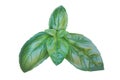 Sweet Basil Leaves Isolated on White Background with Clipping Path Royalty Free Stock Photo