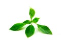 Sweet basil leaves Isolated on white background Royalty Free Stock Photo