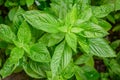 Sweet basil leaves in nice light natural