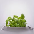 Sweet basil leaves on plate. Royalty Free Stock Photo