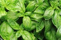 sweet basil leaves Royalty Free Stock Photo