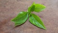 Sweet basil leaves on table Royalty Free Stock Photo