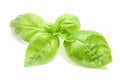 Sweet basil leaves Royalty Free Stock Photo