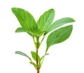 Sweet basil leaves Royalty Free Stock Photo