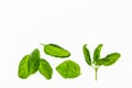 Sweet basil leaves on white background with copy space Royalty Free Stock Photo