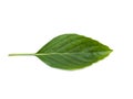 Sweet Basil leaves on white background Royalty Free Stock Photo