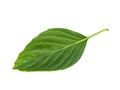 Sweet Basil leaves on white background Royalty Free Stock Photo