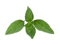 Sweet Basil leaves on white background Royalty Free Stock Photo