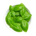 Fresh green sweet basil leaves, great or Genovese basil, in white bowl