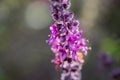 Sweet Basil Ocimum basilicum blooming at nursery Royalty Free Stock Photo