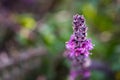 Sweet Basil Ocimum basilicum blooming at nursery Royalty Free Stock Photo