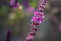 Sweet Basil Ocimum basilicum blooming at nursery. Selective fo Royalty Free Stock Photo