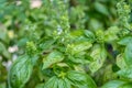 Sweet Basil Ocimum basilicum leaves grown at the greenhouse