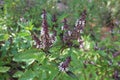 Sweet Basil Ocimum basilicum other