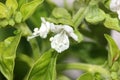 Sweet basil, Ocimum basilicum, Royalty Free Stock Photo