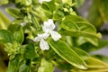 Sweet basil, Ocimum basilicum, Royalty Free Stock Photo