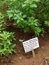 Sweet basil plant Royalty Free Stock Photo