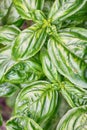 sweet basil plant Royalty Free Stock Photo