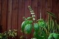 Sweet Basil Plant In Bloom