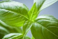 Sweet Basil Plant Closeup Royalty Free Stock Photo