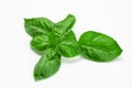 Sweet basil plant cutting green on white background close up Royalty Free Stock Photo