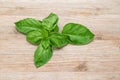 Sweet basil plant cutting green on wooden background close up Royalty Free Stock Photo