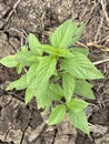 sweet basil plant in the garden Royalty Free Stock Photo