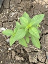 sweet basil plant in the garden Royalty Free Stock Photo