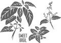 Sweet basil plant in Line vector illustration