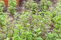 Sweet basil plant in vegetable farm