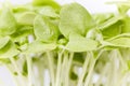 Sweet basil sprouts leaves. Royalty Free Stock Photo