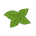 Sweet basil stevia leaf illustartion vector Royalty Free Stock Photo