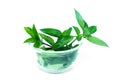 Sweet basil, Thai basil.Fresh basil leaves are used as essential oils.Helps drive acne Royalty Free Stock Photo