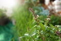 Sweet basil, Thai basil Ocimum basilicum Linn. on nature background.