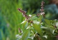 Sweet basil, Thai basil Ocimum basilicum Linn. on nature background. Royalty Free Stock Photo