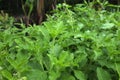 Sweet Basil, Thai Basil in The garden ,Thai people like fried basil leaves and minced pork Royalty Free Stock Photo