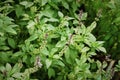 Sweet, Basil Thai Basil Ocimum basilicum flowers blooming on the trees in the garden. Royalty Free Stock Photo