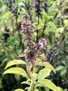 Sweet Basil, Thai Basil, Ocimum basilicum Linn Royalty Free Stock Photo