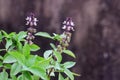 Sweet Basil, Thai Basil, Ocimum basilicum Linn flower Royalty Free Stock Photo