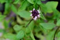 Sweet Basil, Thai Basil, Ocimum basilicum Linn flower