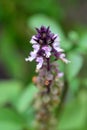 Sweet Basil, Thai Basil, Ocimum basilicum Linn flower Royalty Free Stock Photo