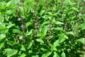 Sweet Basil, Thai Basil, Ocimum basilicum Linn Royalty Free Stock Photo