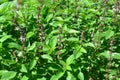 Sweet Basil, Thai Basil, Ocimum basilicum Linn Royalty Free Stock Photo