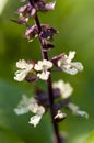 Sweet Basil (Tiny White Flower) Royalty Free Stock Photo
