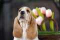 Sweet Basset hound puppy Royalty Free Stock Photo