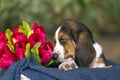 Sweet Basset hound puppy with sad eyes sitting in a basket on th Royalty Free Stock Photo