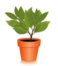 Sweet Bay Laurel Herb in a Flowerpot