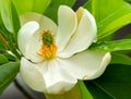 Sweet Bay Magnolia Flower