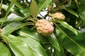 Sweet Bay Magnolia Tree Fruit