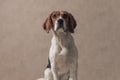 Beagle dog sitting against wallpaper and looking away Royalty Free Stock Photo